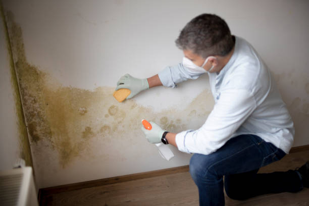 Best Asbestos and Lead Testing During Mold Inspection  in Philadelphia, PA